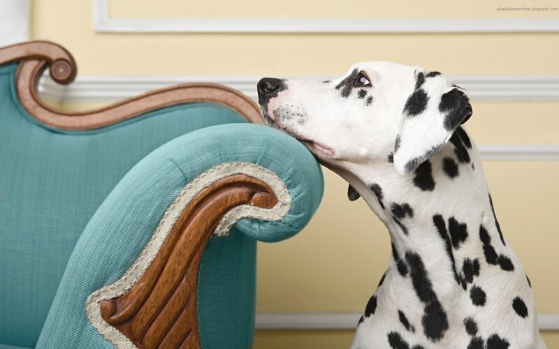 Dalmatian Dog — Teal