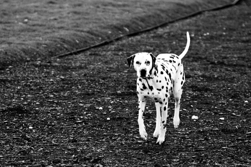 Dalmatian Dog