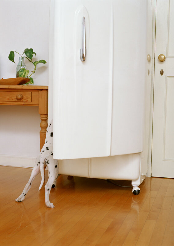 Dalmatian dog under refrigerator