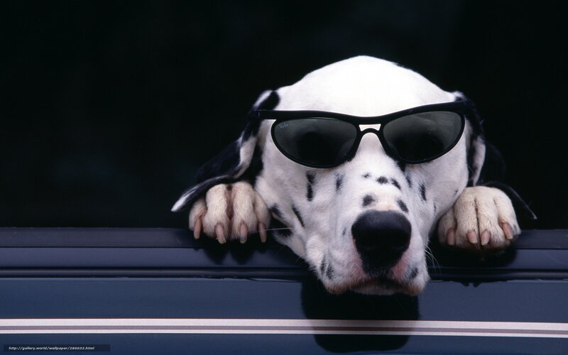 Dalmatian dog wearing sunglasses