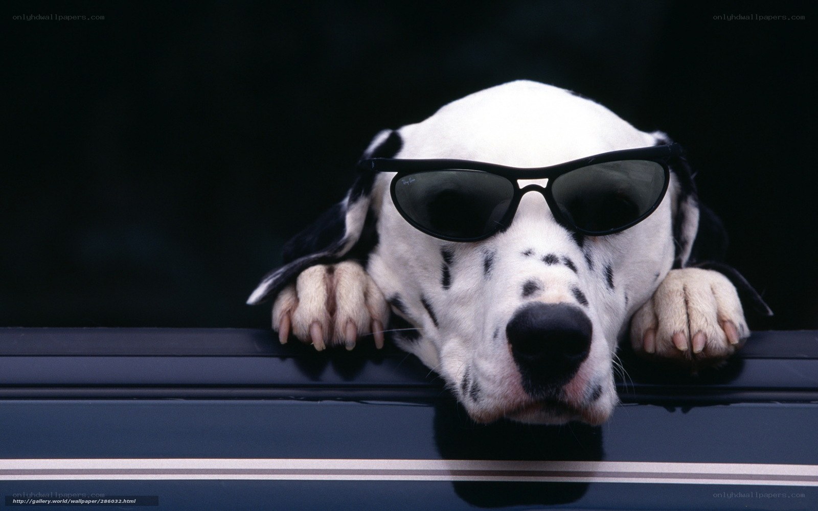 Dalmatian dog wearing sunglasses