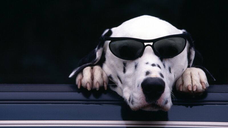 Dalmatian Dog Wearing Sunglasses — Black, Cool, Photograph, Car Window