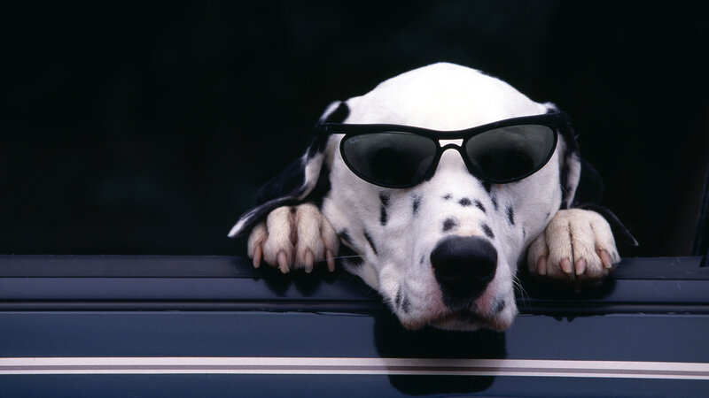 Dalmatian Dog Wearing Sunglasses — Black, Cool
