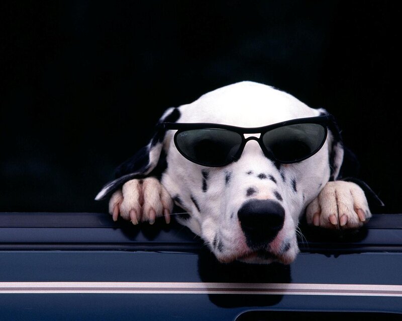 Dalmatian Dog Wearing Sunglasses — Black