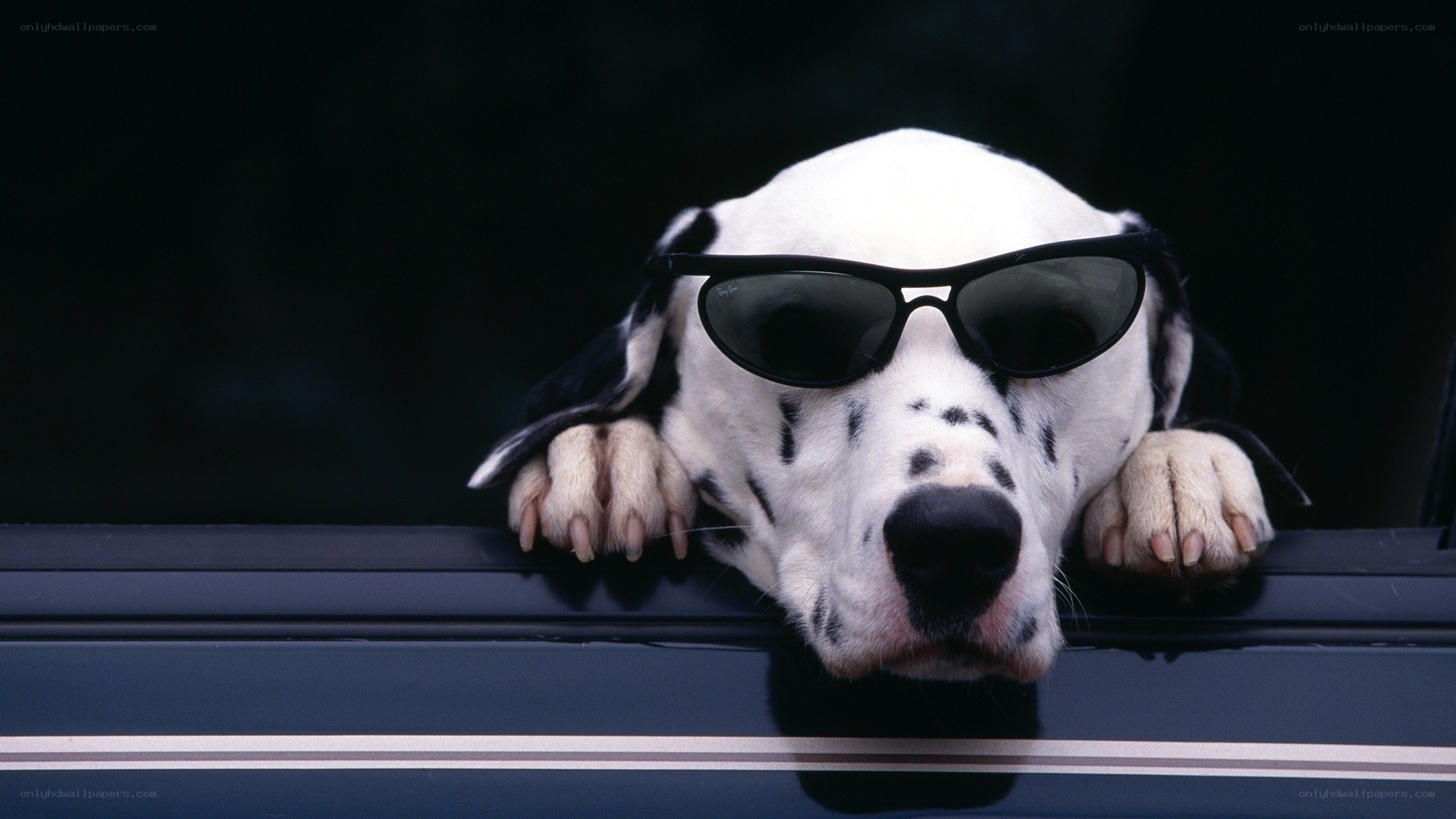 Dalmatian dog wearing sunglasses