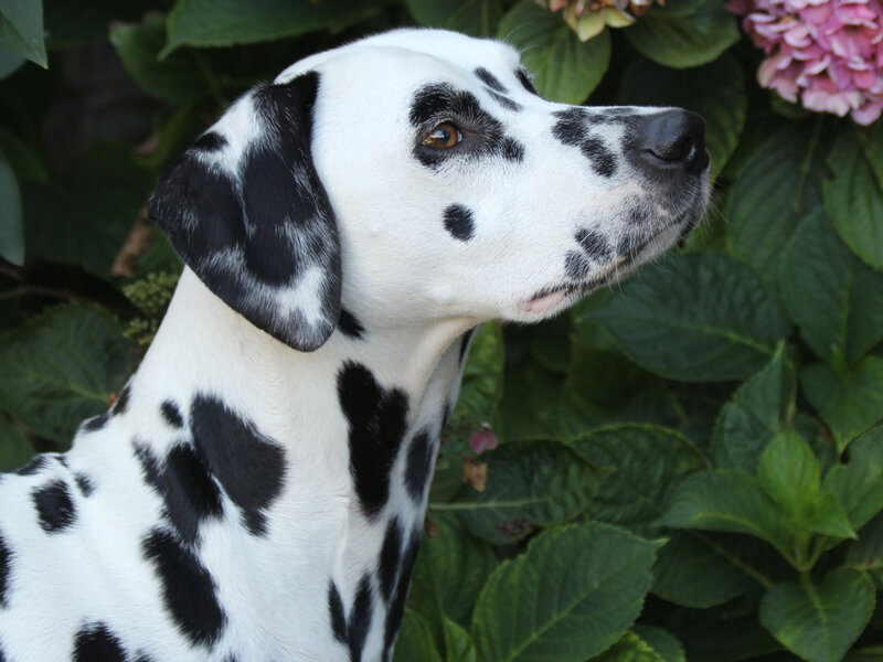 Dalmatian Dog — White, Calm, Afternoon