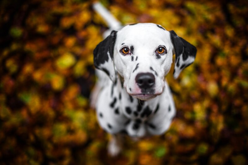 Dalmatian Dog — White, Calm, Autumn