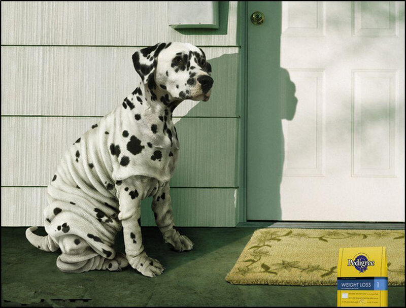 Dalmatian Dog — White, Calm