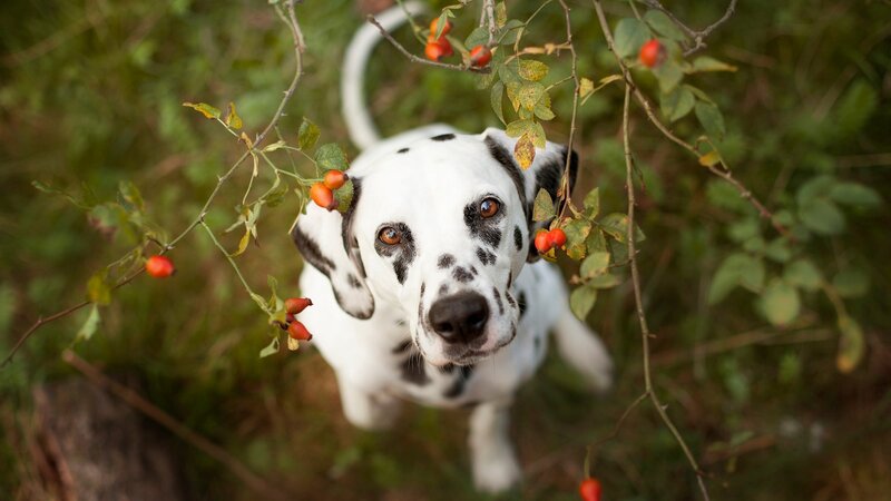 Dalmatian Dog — White, Natural