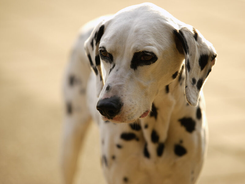 Dalmatian Dog — White