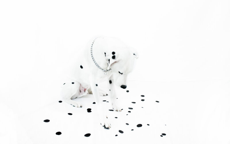 Dalmatian dog with black spots