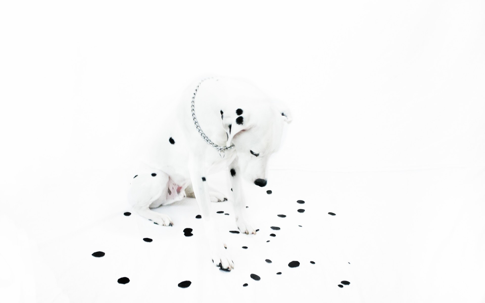 Dalmatian dog with black spots