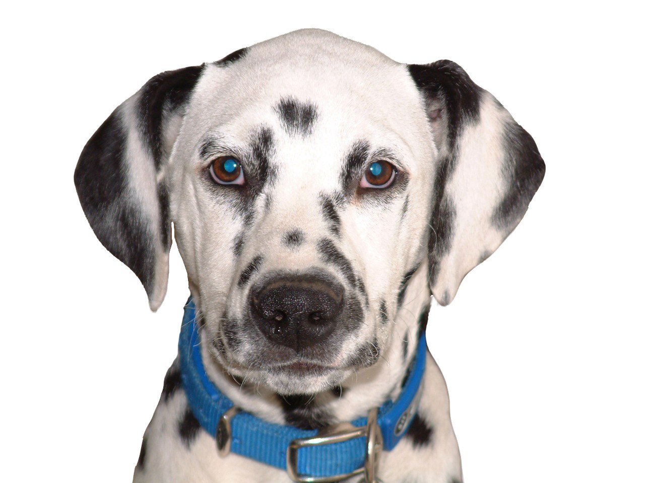 Dalmatian dog with blue collar