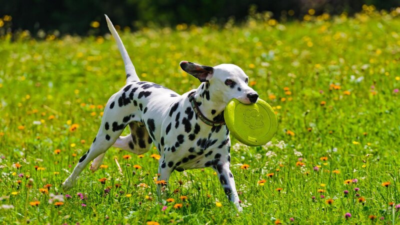 Dalmatian Dog with Frisbee — Green