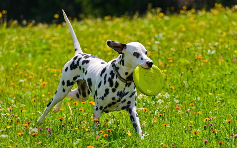 Dalmatian Dog with Frisbee