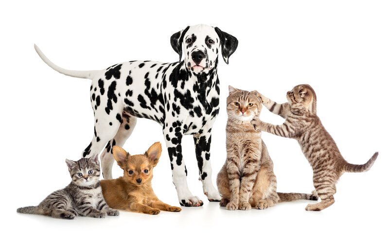 Dalmatian Dog with Kittens