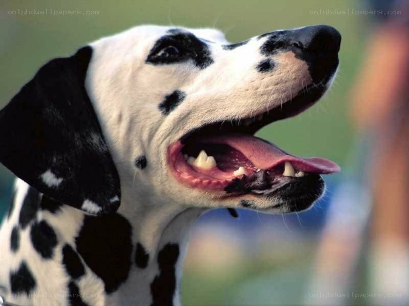 Dalmatian dog with open mouth