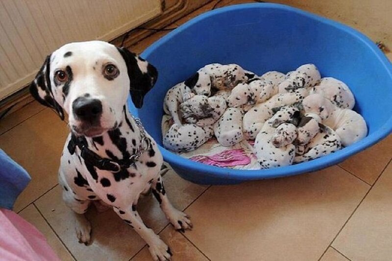Dalmatian Dog with Puppies