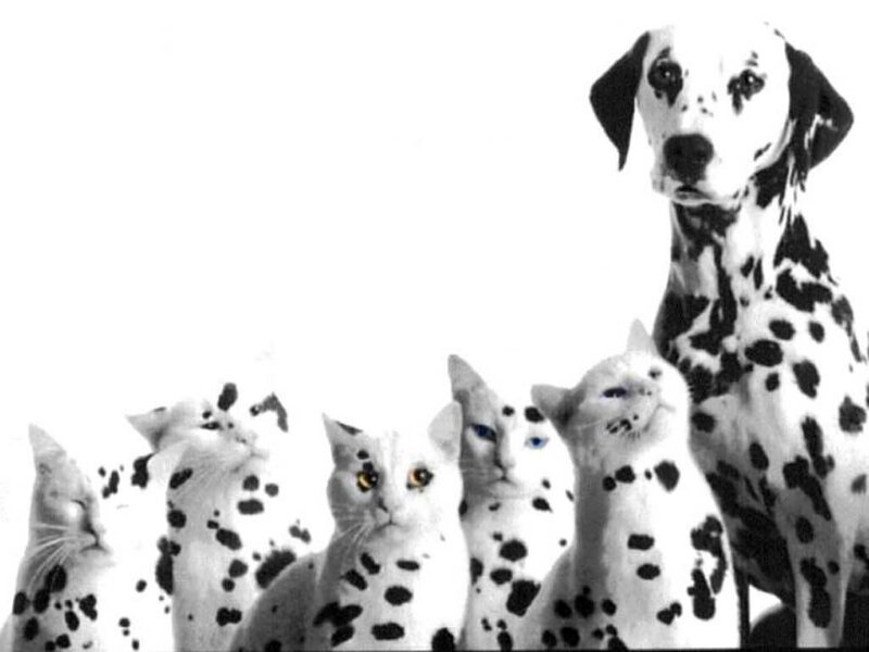 Dalmatian dog with spotted cats