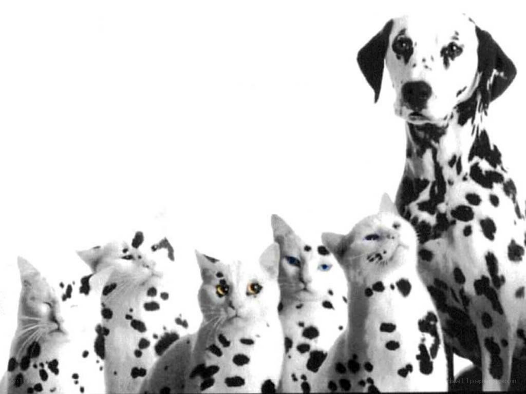 Dalmatian dog with spotted cats