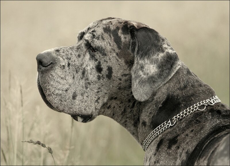 Dalmatian Great Dane