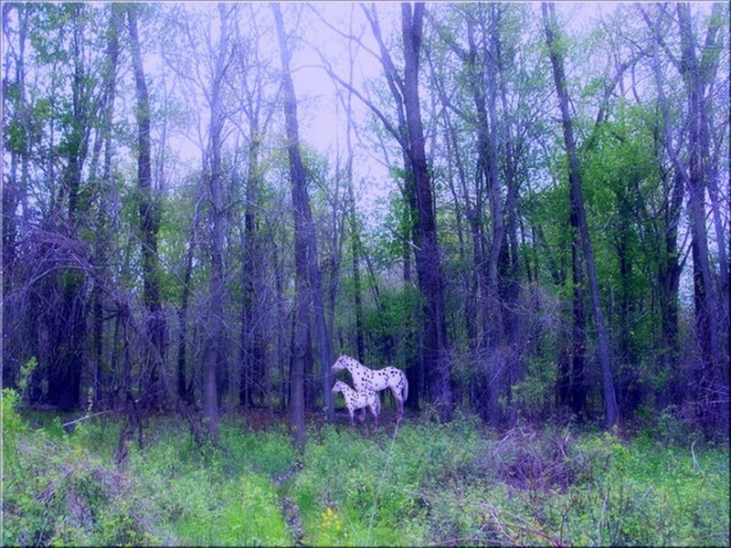 Dalmatian Horses in Forest