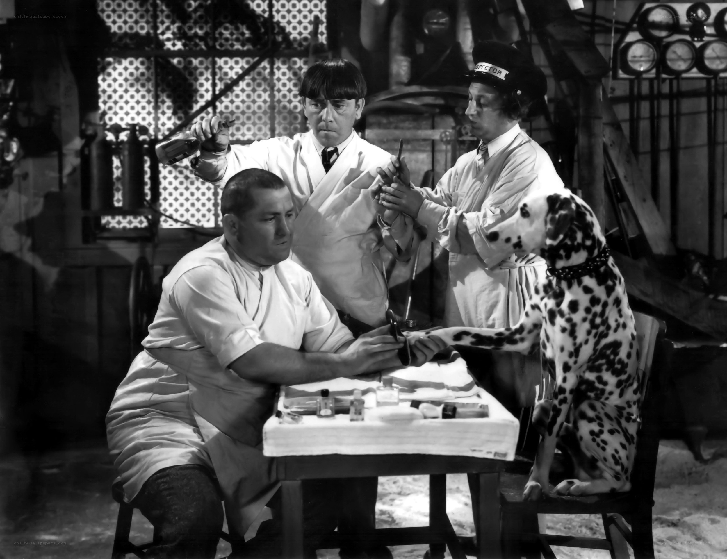 Dalmatian in a lab scene