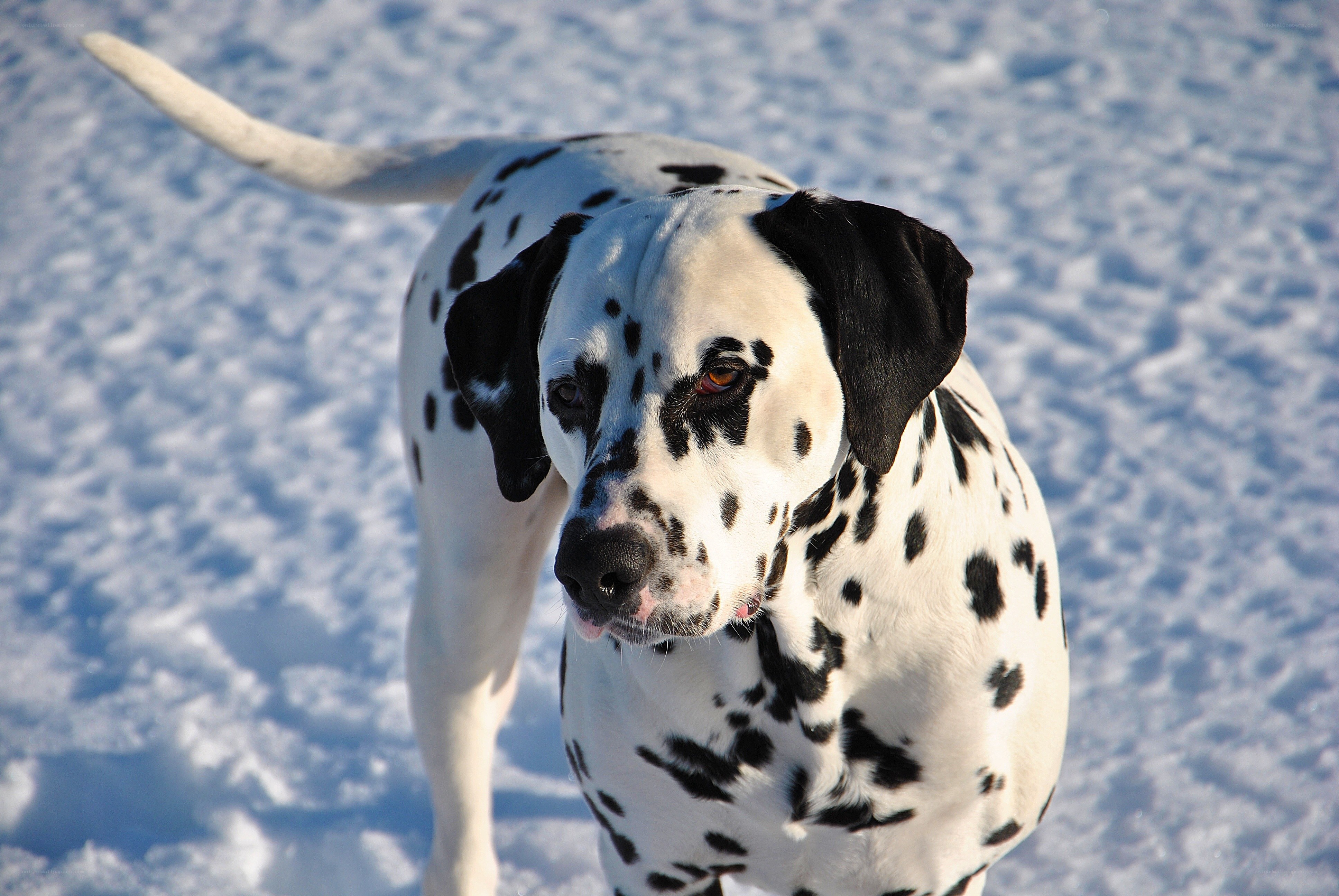 Dalmatian in the snow