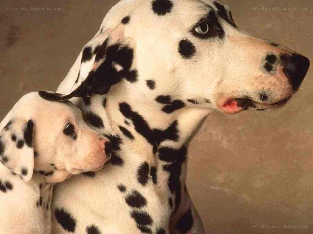 Dalmatian mother and puppy