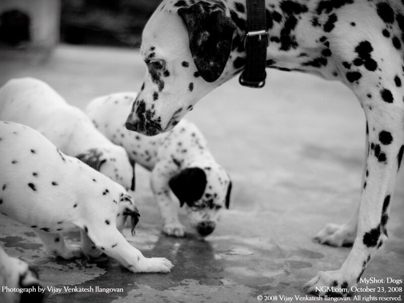 Dalmatian Mother with Puppies — Black