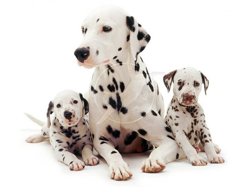 Dalmatian Mother with Puppies — White