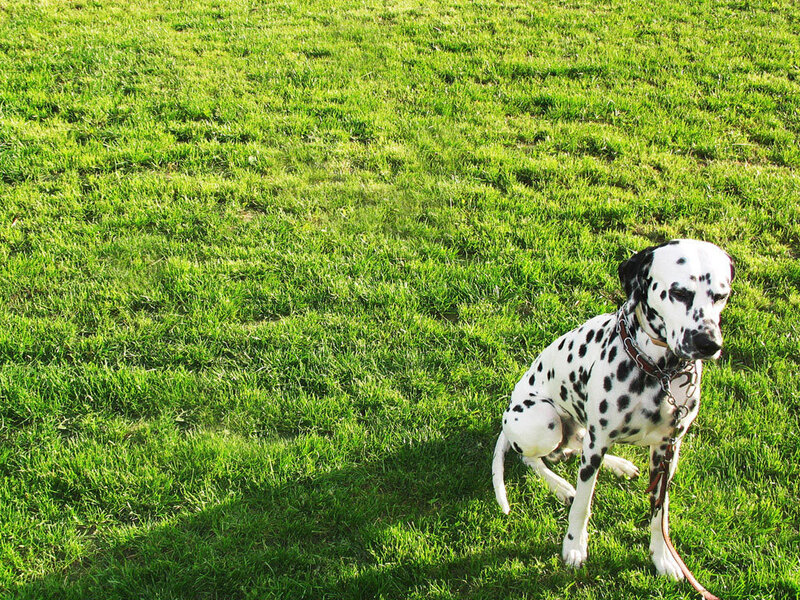 Dalmatian on a grassy field