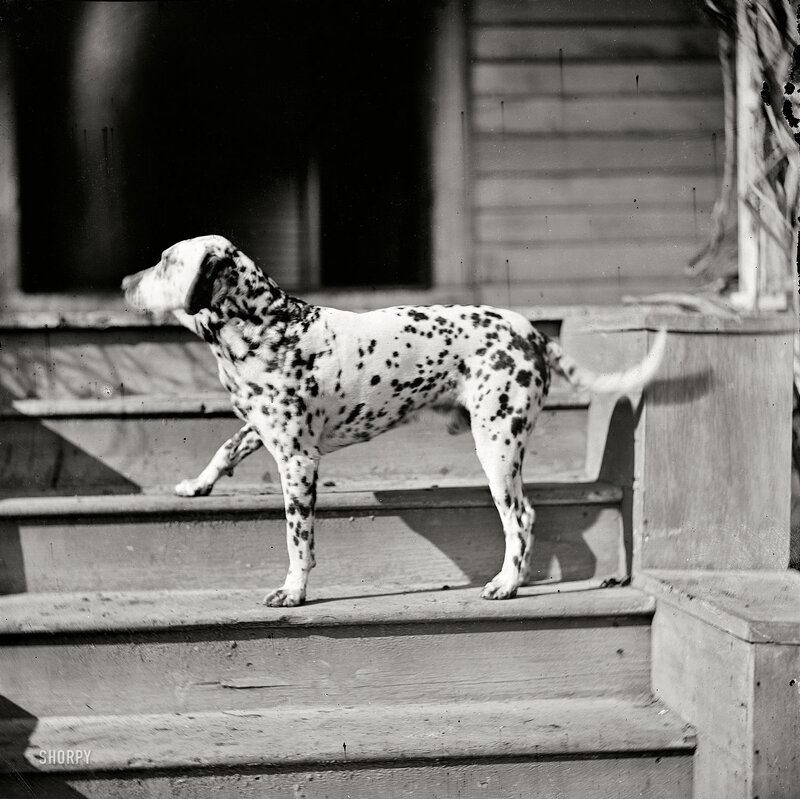 Dalmatian on porch steps
