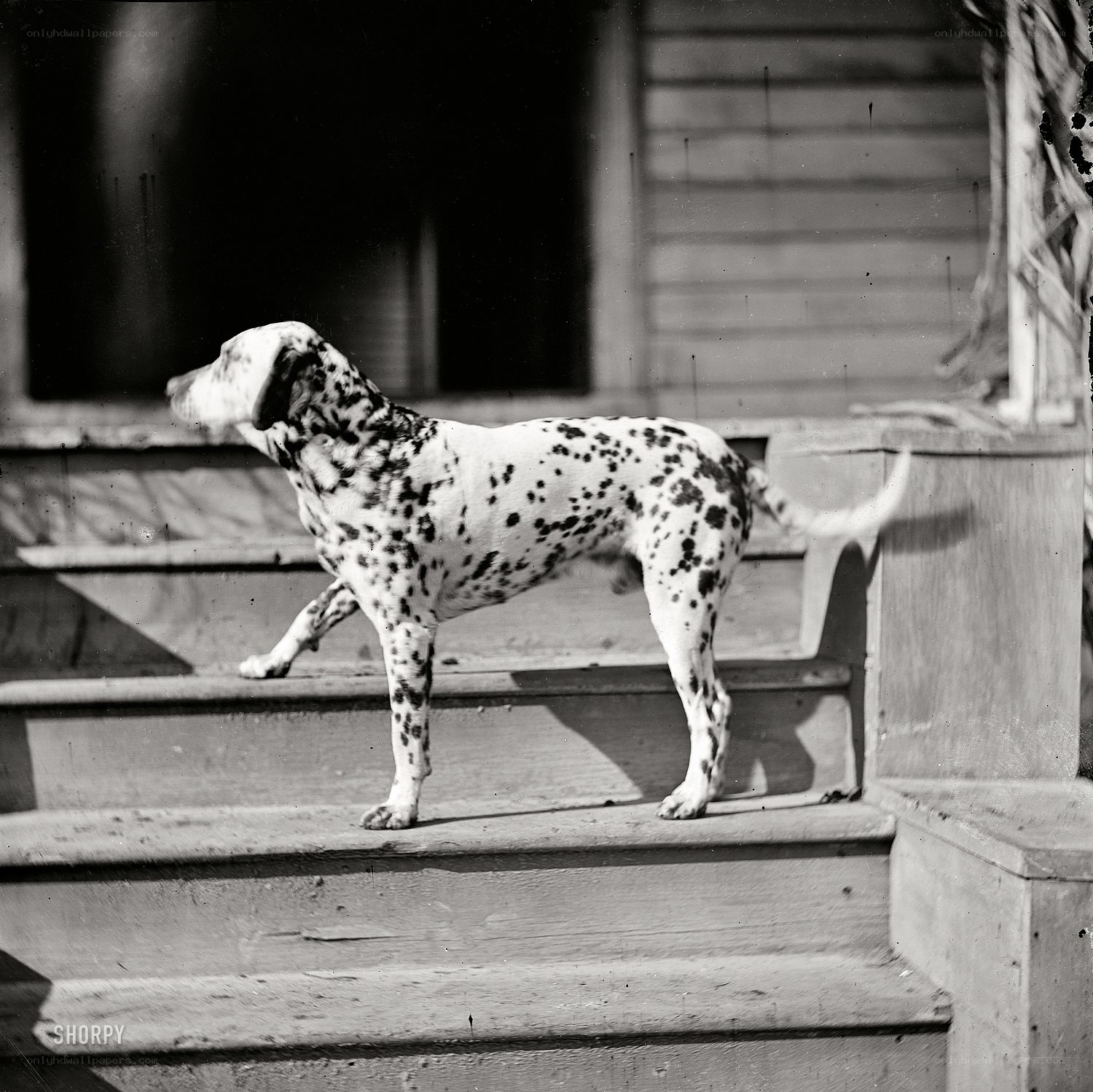 Dalmatian on porch steps