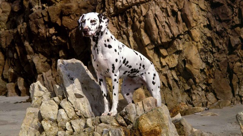 Dalmatian on rocky beach