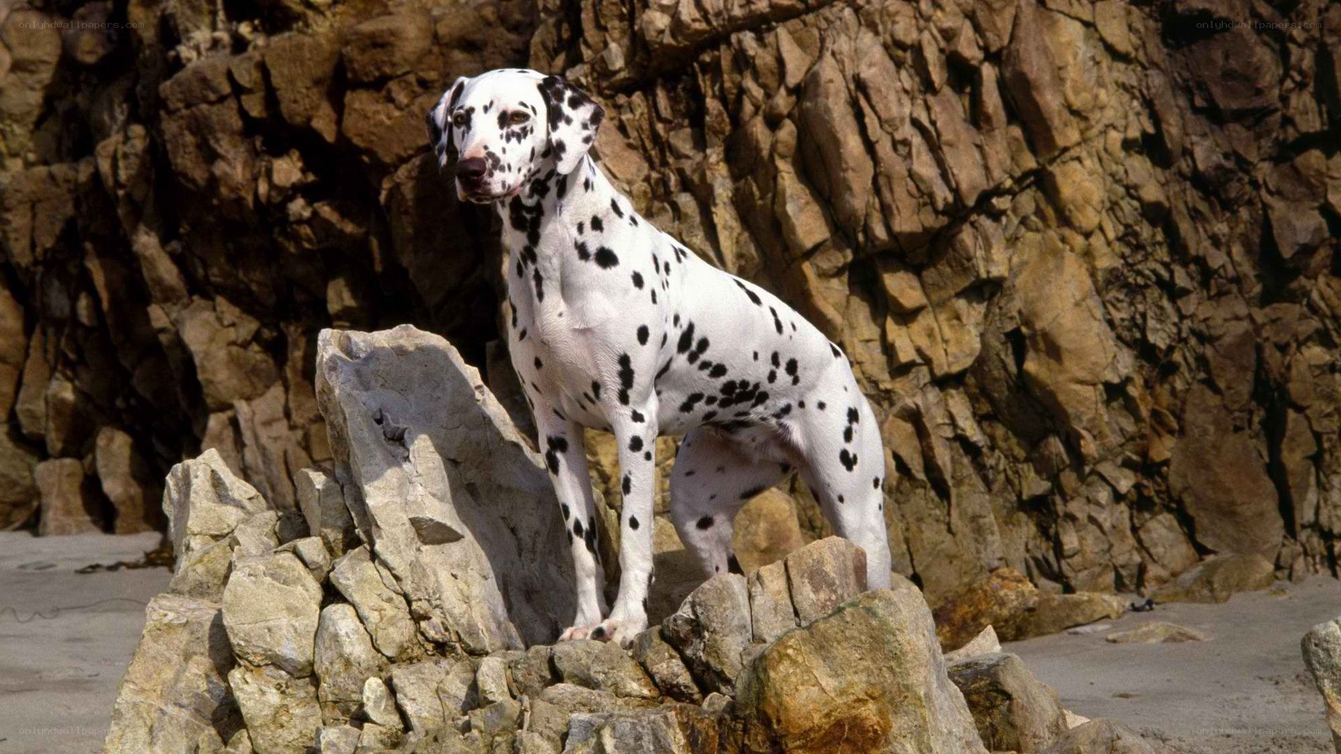 Dalmatian on rocky beach