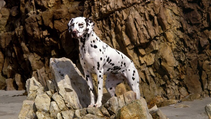 Dalmatian on rocky beach