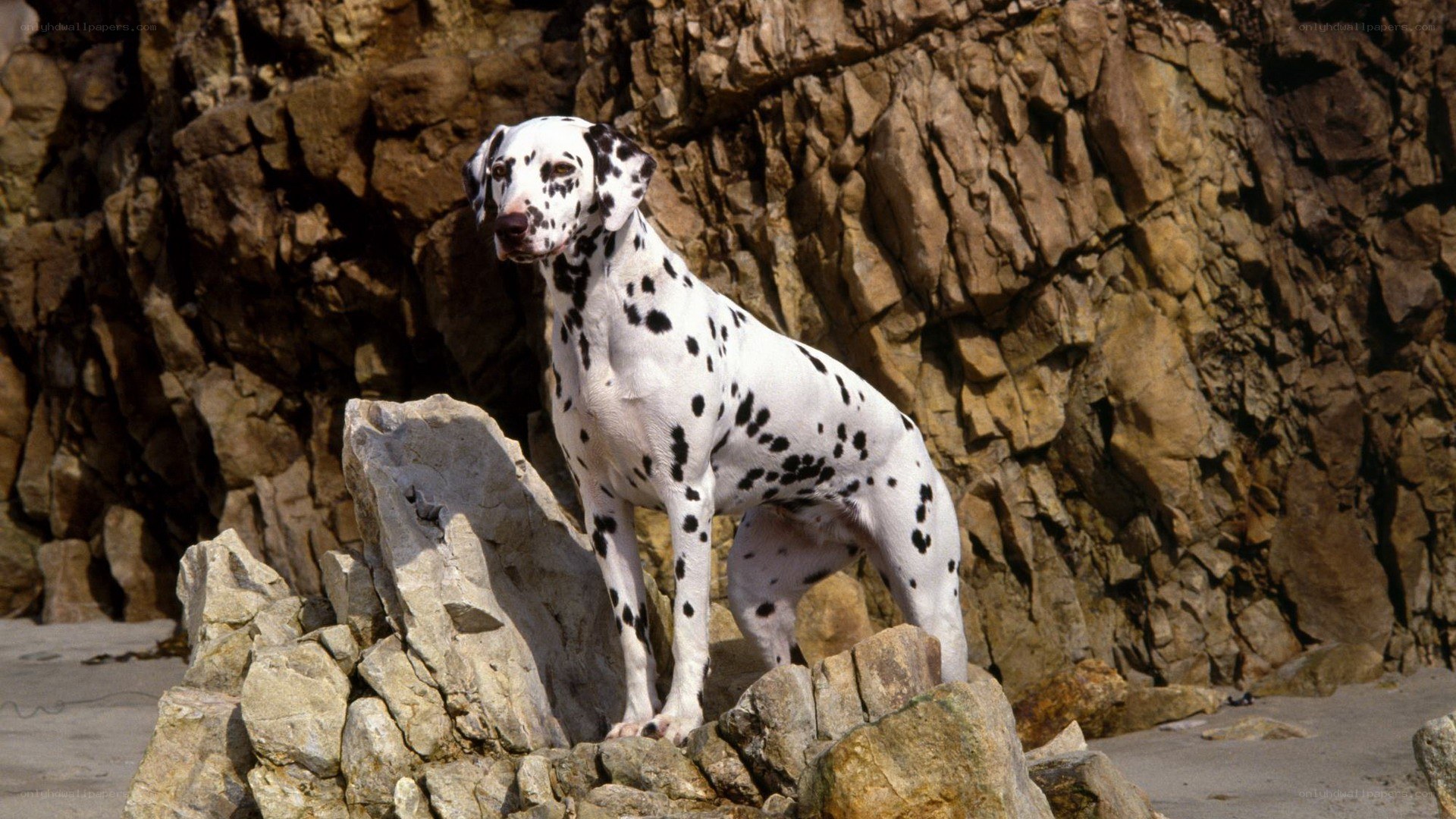 Dalmatian on rocky beach