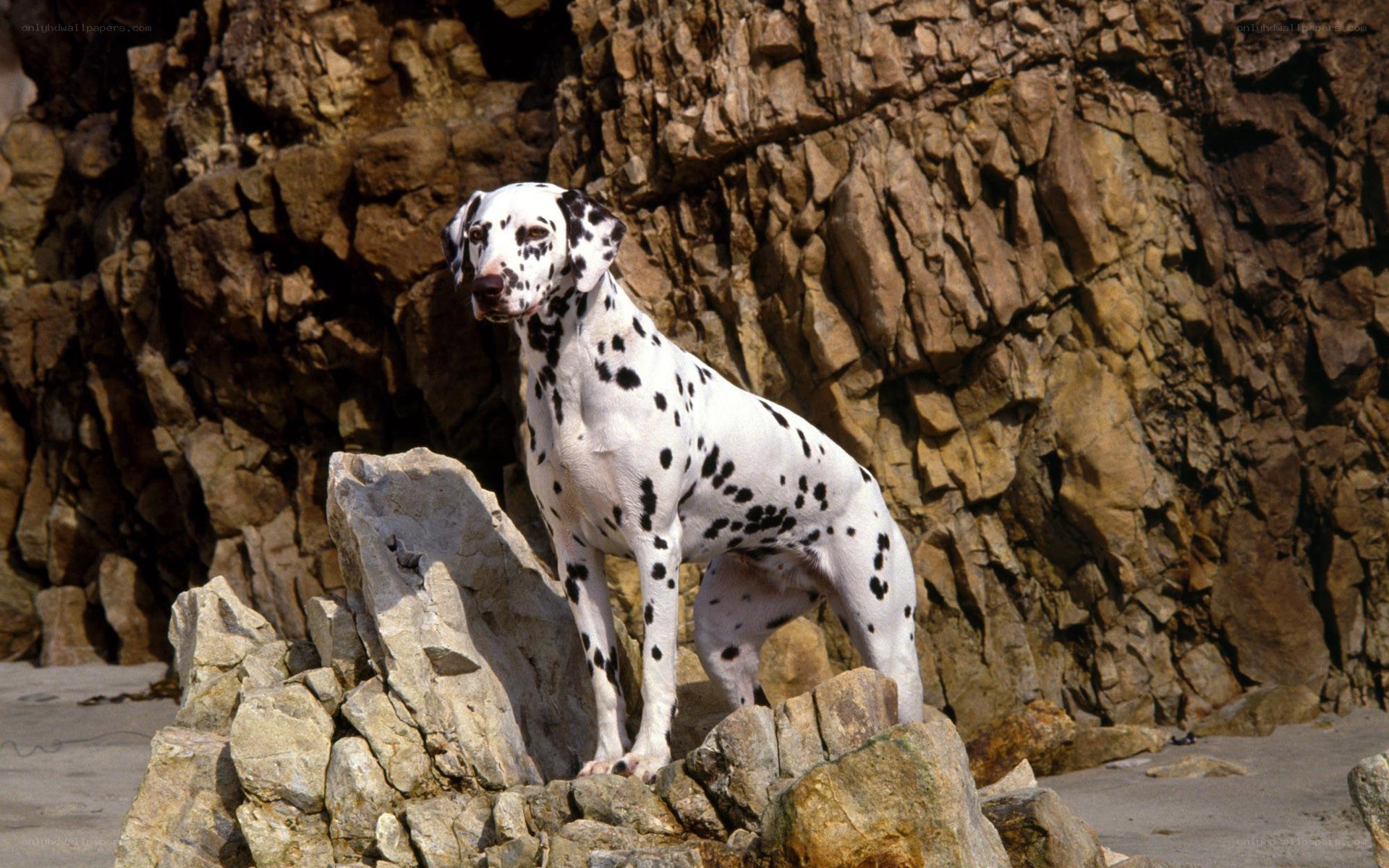 Dalmatian on rocky beach