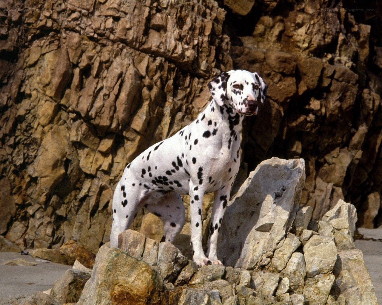 Dalmatian on rocky beach