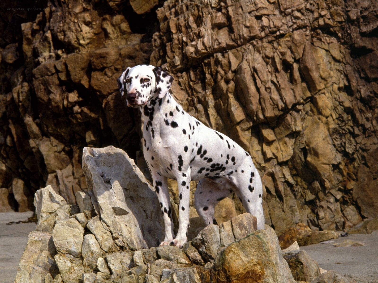 Dalmatian on rocky beach