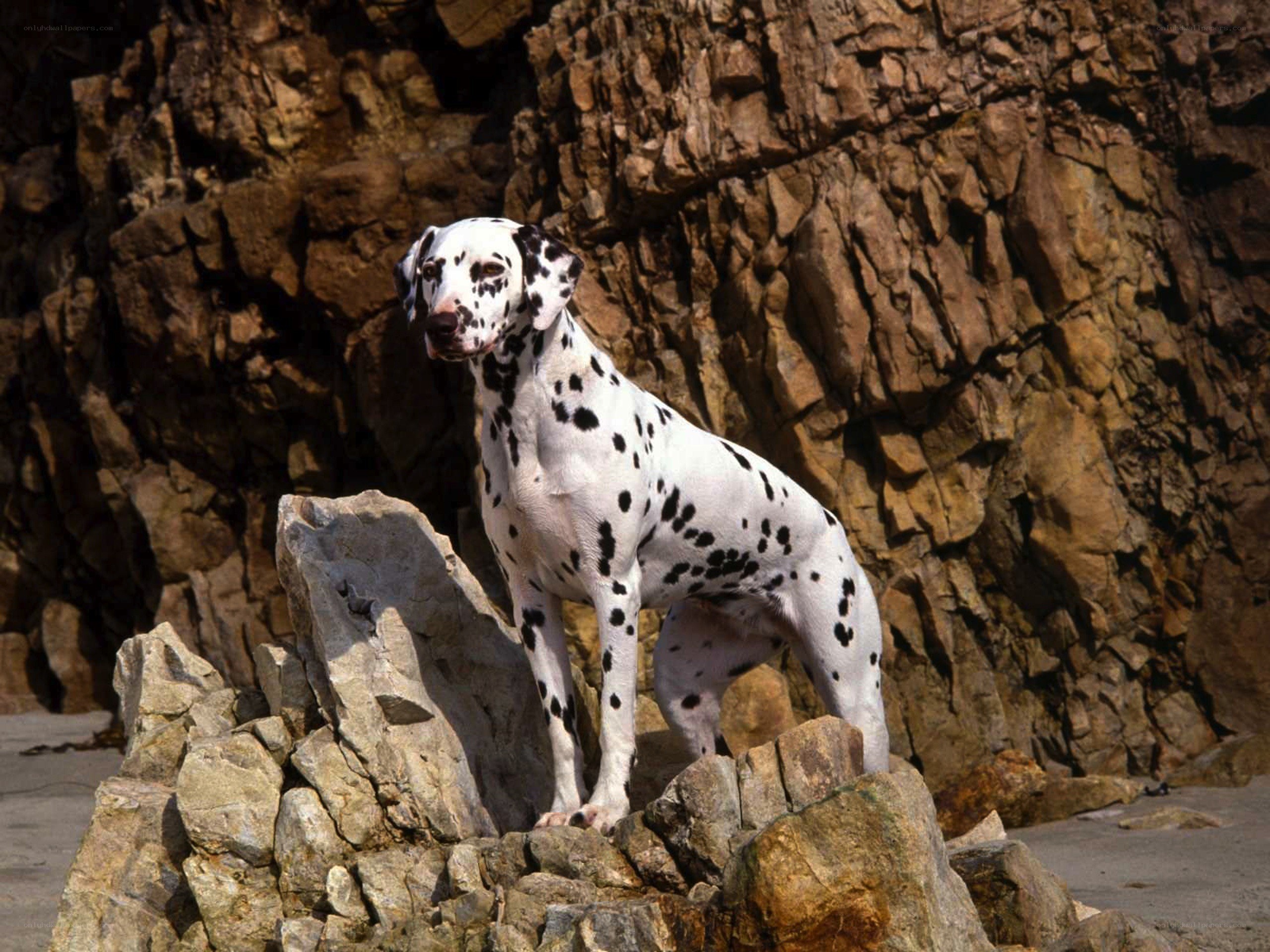 Dalmatian on rocky shore
