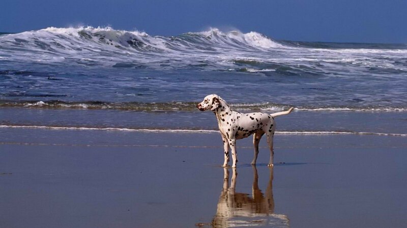 Dalmatian on the beach