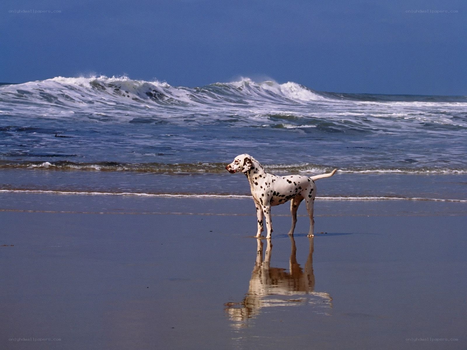Dalmatian on the beach