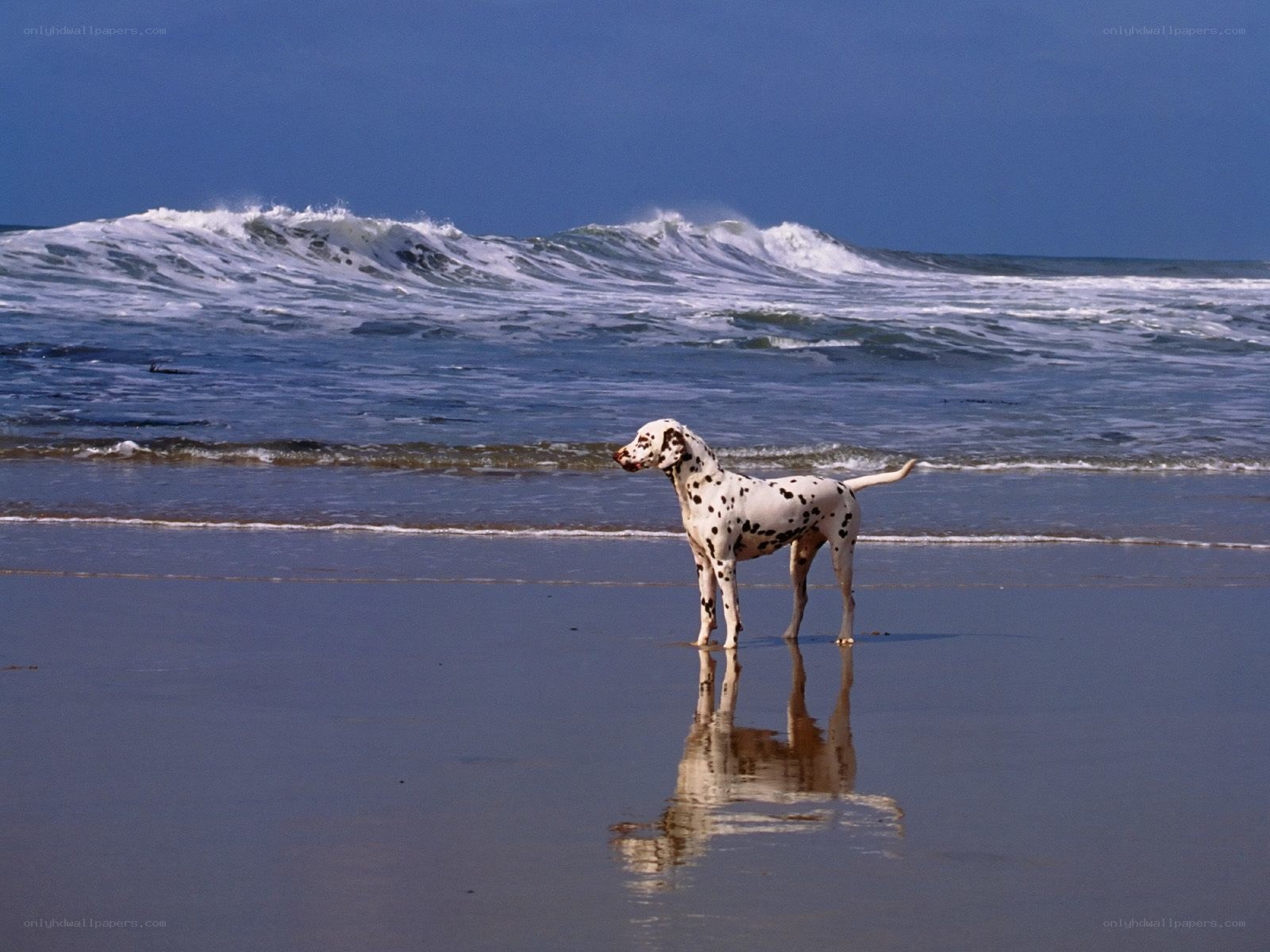 Dalmatian on the beach