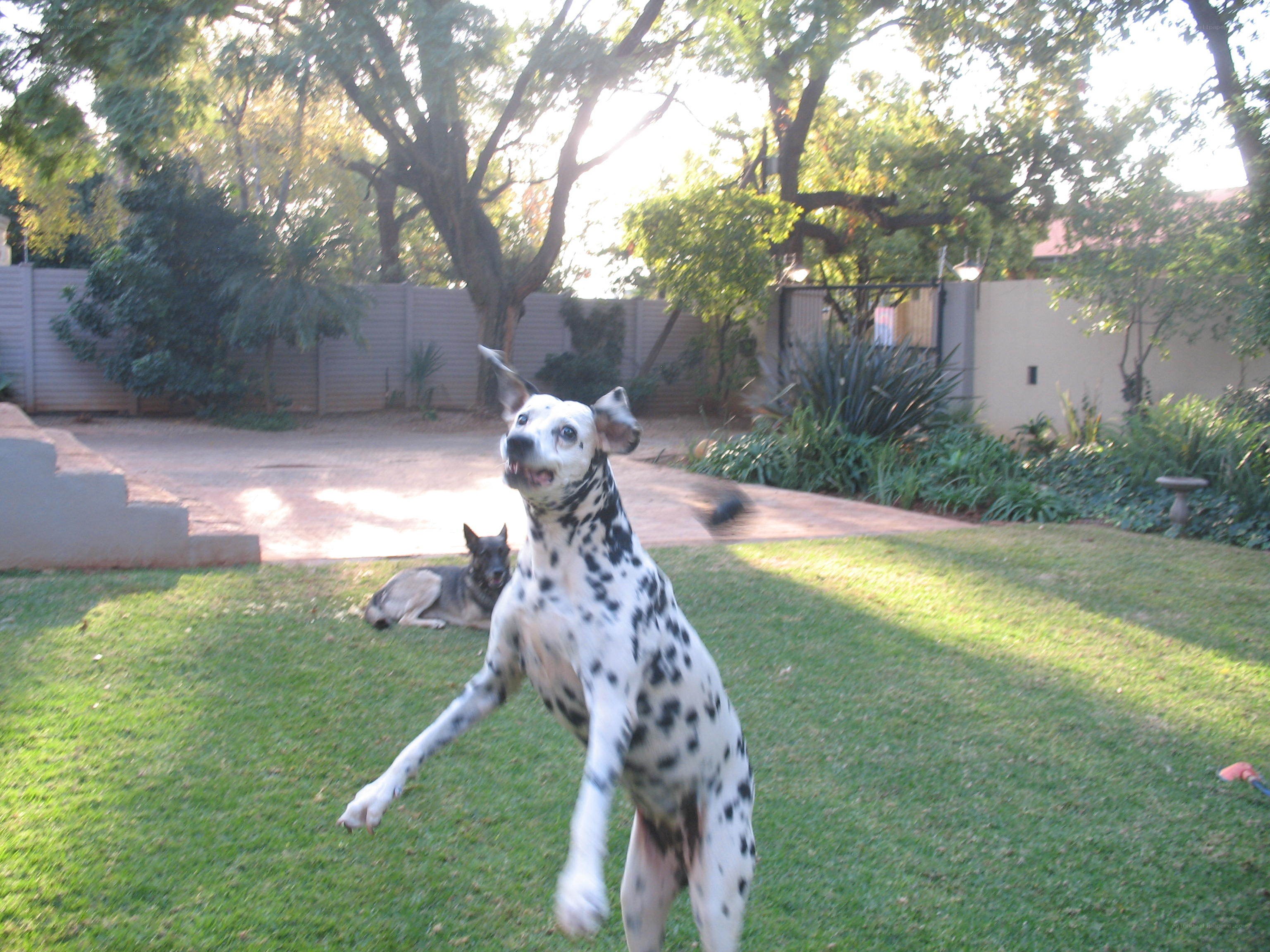 Dalmatian playing in the yard