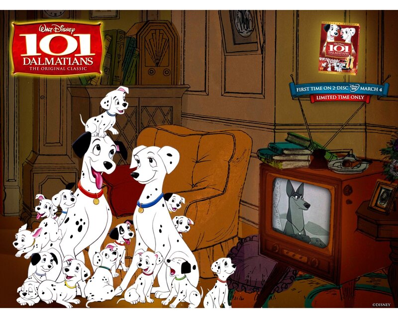 Dalmatian Puppies and Parents