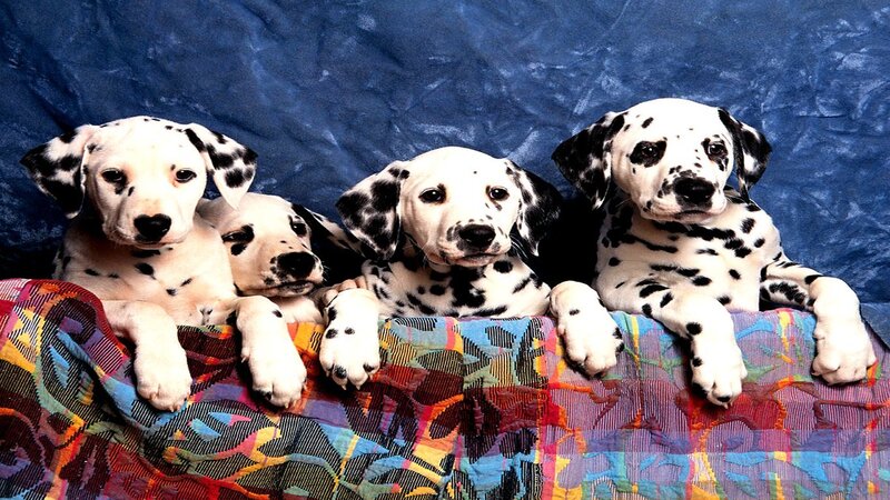 Dalmatian Puppies — Blue, Calm, Photograph