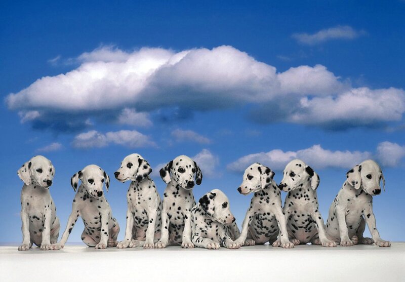 Dalmatian Puppies — Blue, Calm