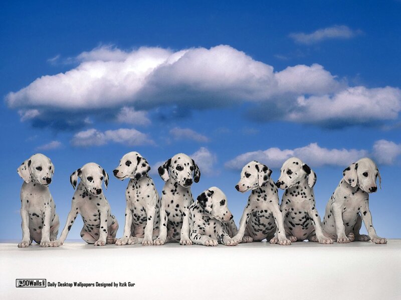 Dalmatian Puppies — Blue, Serene